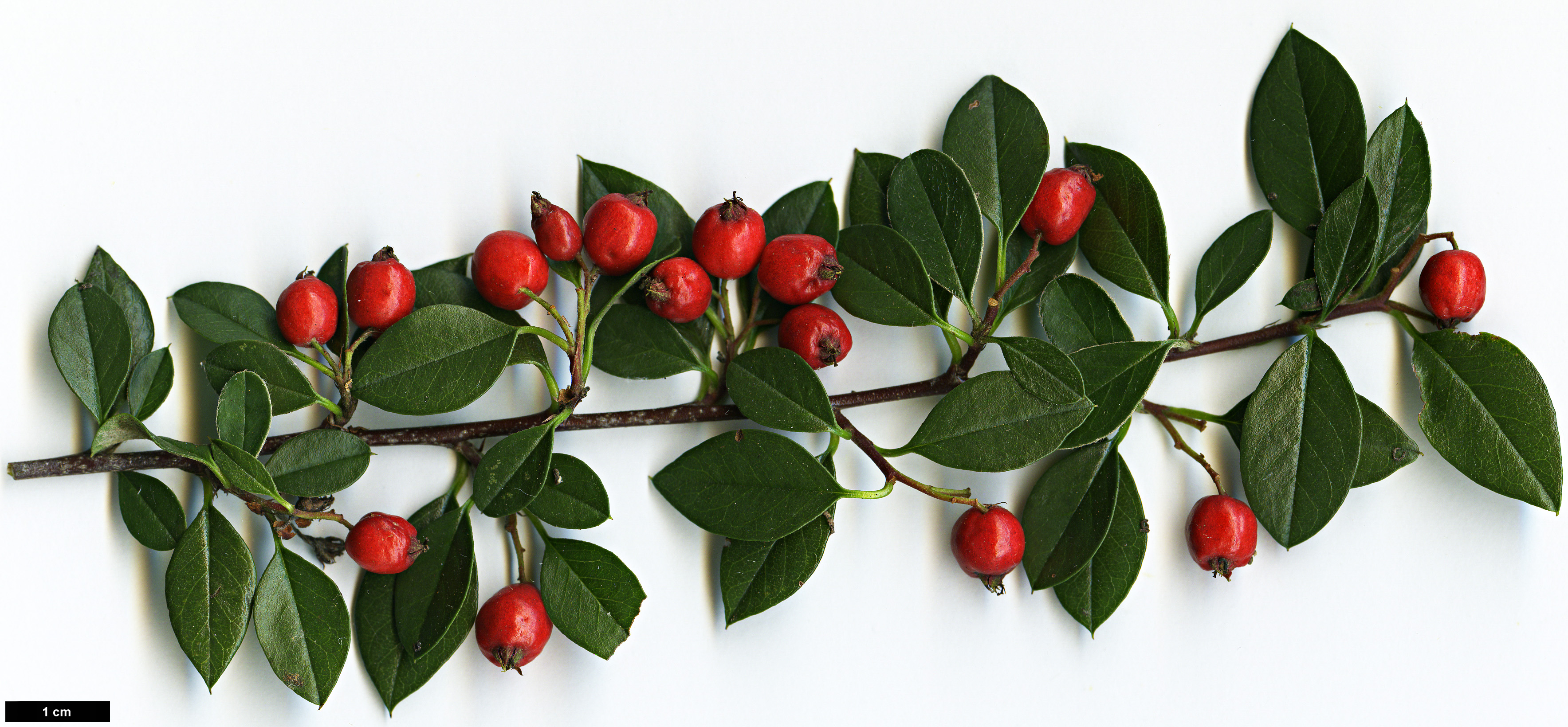 High resolution image: Family: Rosaceae - Genus: Cotoneaster - Taxon: poluninii